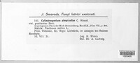 Cylindrosporium pimpinellae image